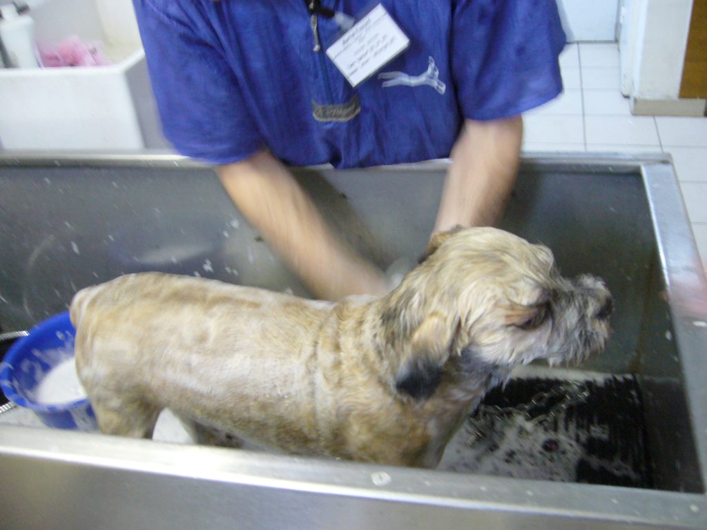 …l’entreprise qui vous accueille en stage se servira de vous pour vous faire laver les chiens…