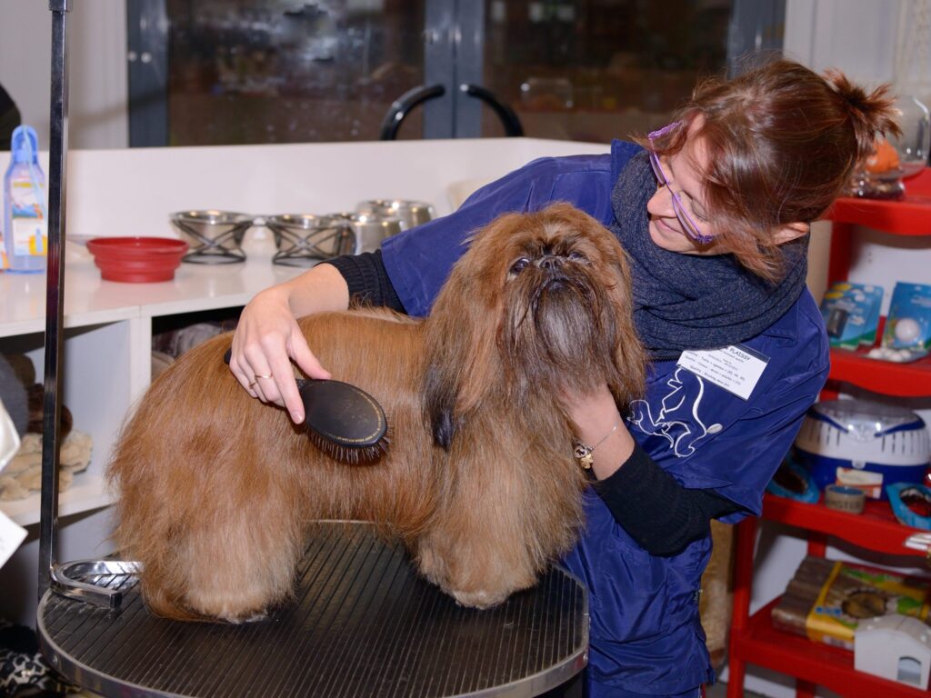 Toilettage chien, toilettage chat : qu'est-ce que le toilettage ?