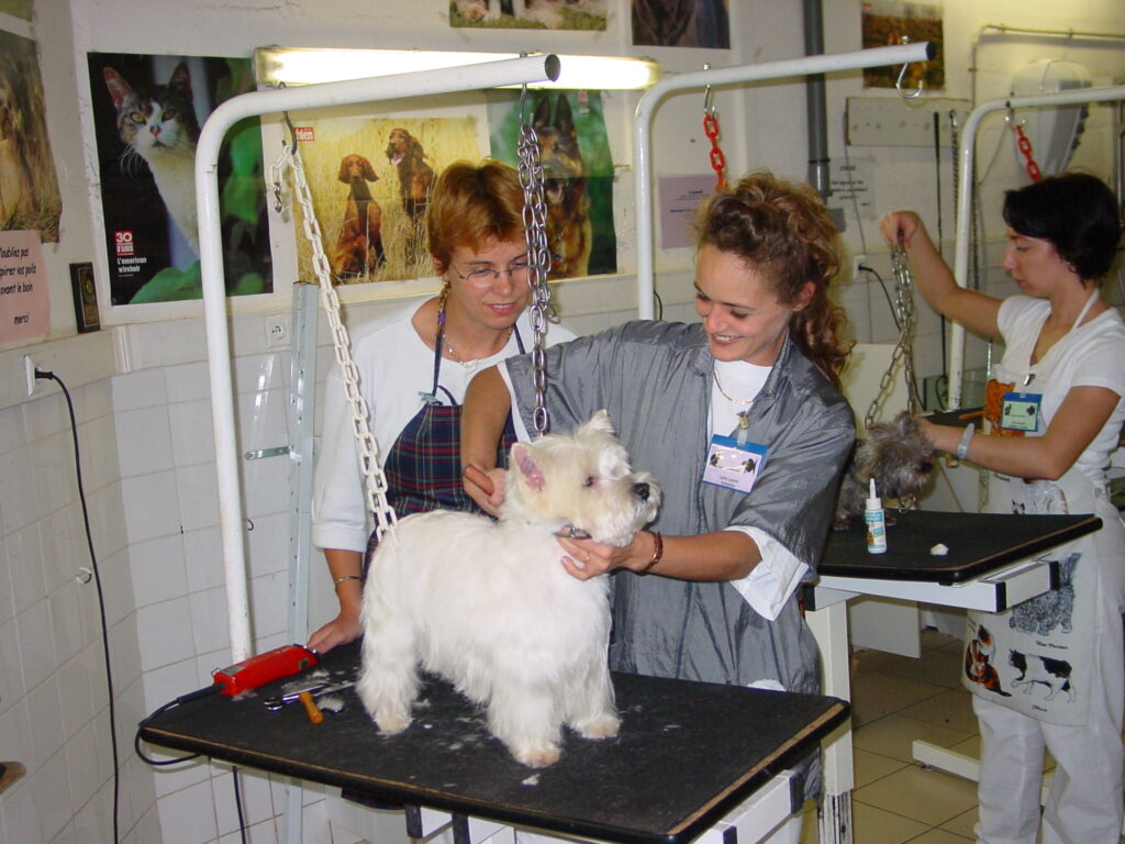 Toilettage chien, toilettage chat : La pratique du toilettage professionnel implique certaines qualités…