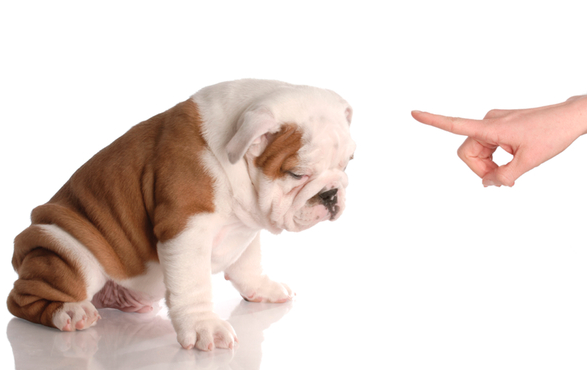 chien réprimandé